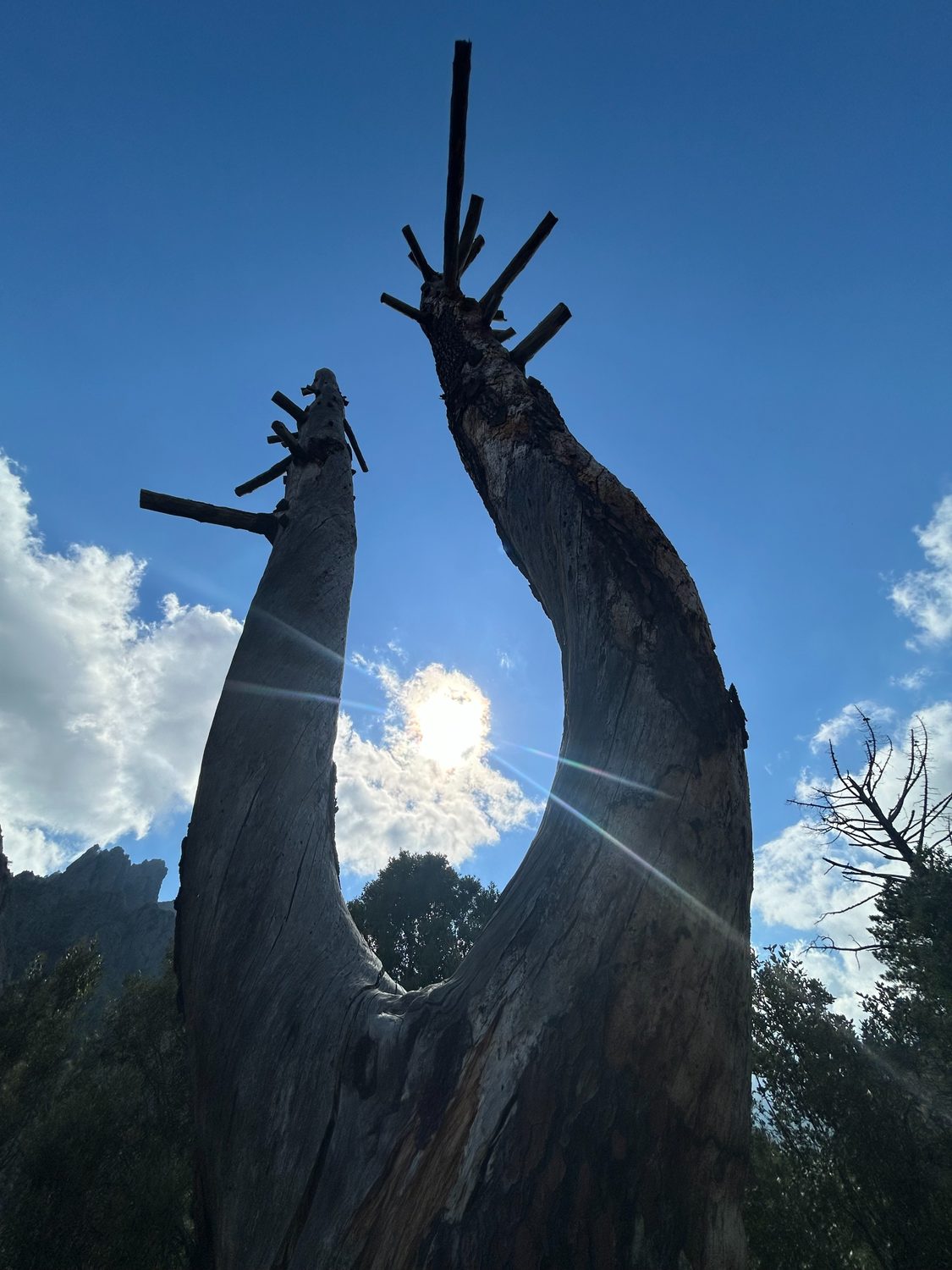 Abgestorbener Baum im Gegenlicht vor blauem Himmel