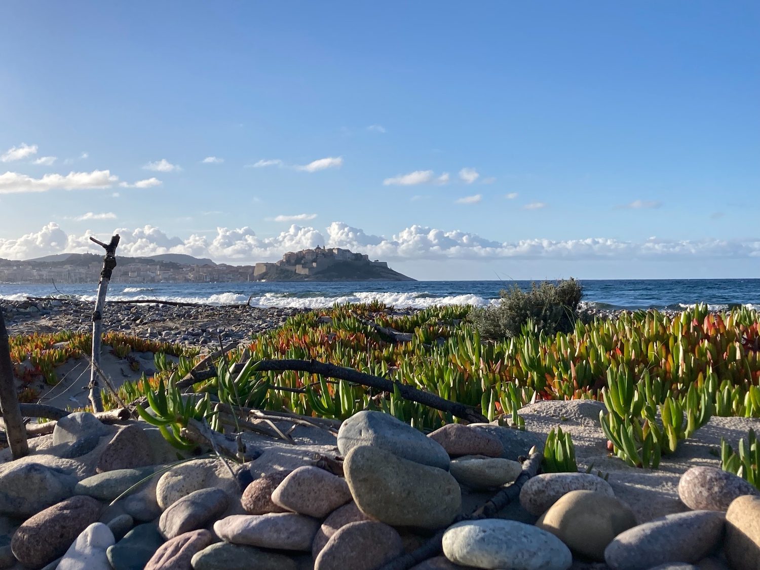 Kieselstrand mit Mittagsblumen, im Hintergrund die Zitadelle