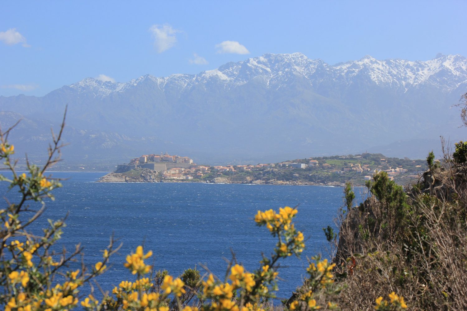 Calvi mit Zitadelle, dahinter schneebedeckte Berge, vorn gelber Ginster
