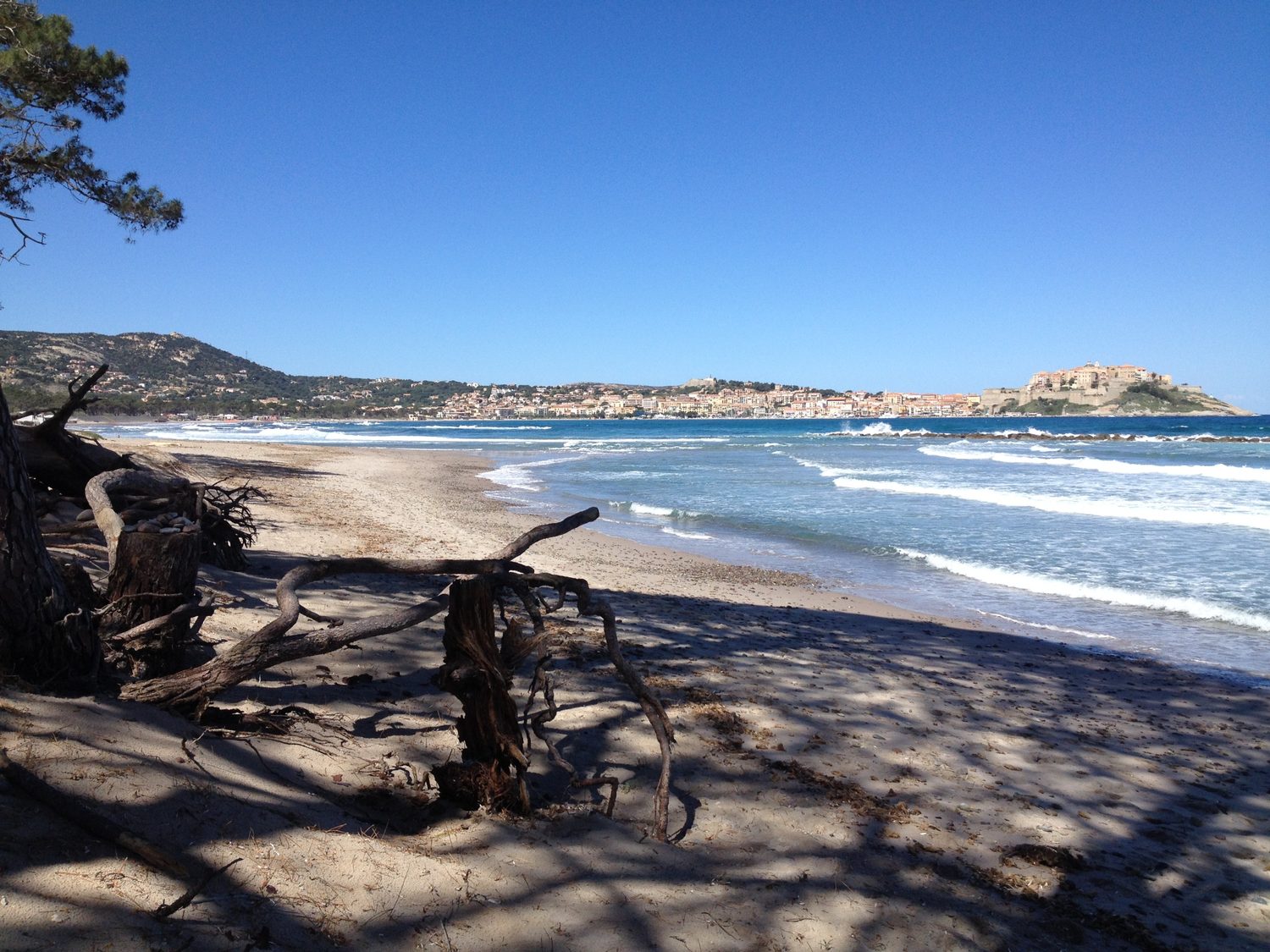 Strand von Calvi mit Treibholz und Blick auf die Zitadelle